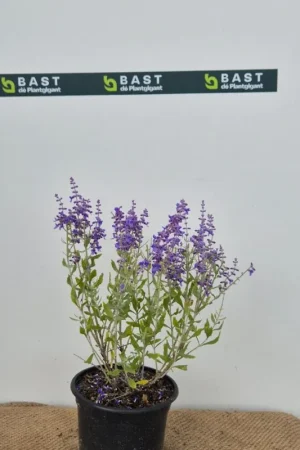 Weigela ‘All Summer Monet‘ | Extra korting
