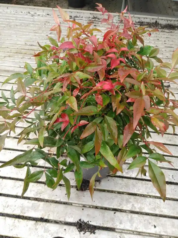 Weigela ‘Minuet‘ - Zolang de voorraad strekt
