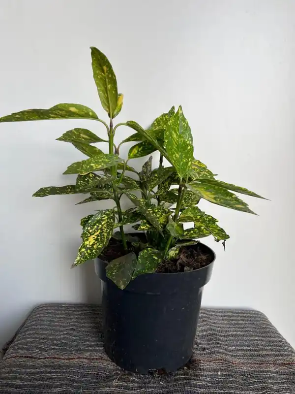 Makkelijk bestellen | Weigela florida ‘Monet‘