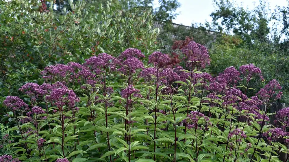 Eupatorium mac. ‘Atropurpureum‘ - Verlaagde prijs
