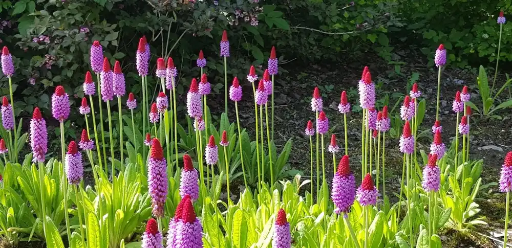 Primula vialii - Trending