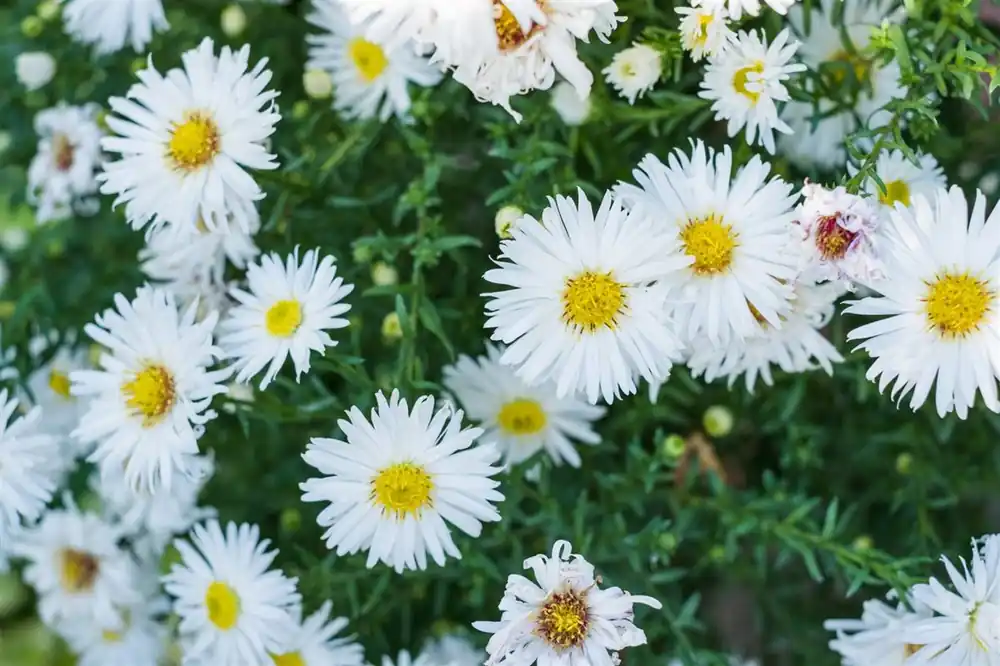 Aster (D) ‘Apollo‘ | Laatste stuks