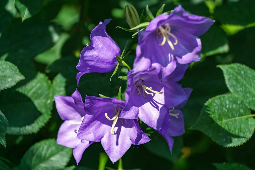 Extra voordeel - Campanula persicifolia