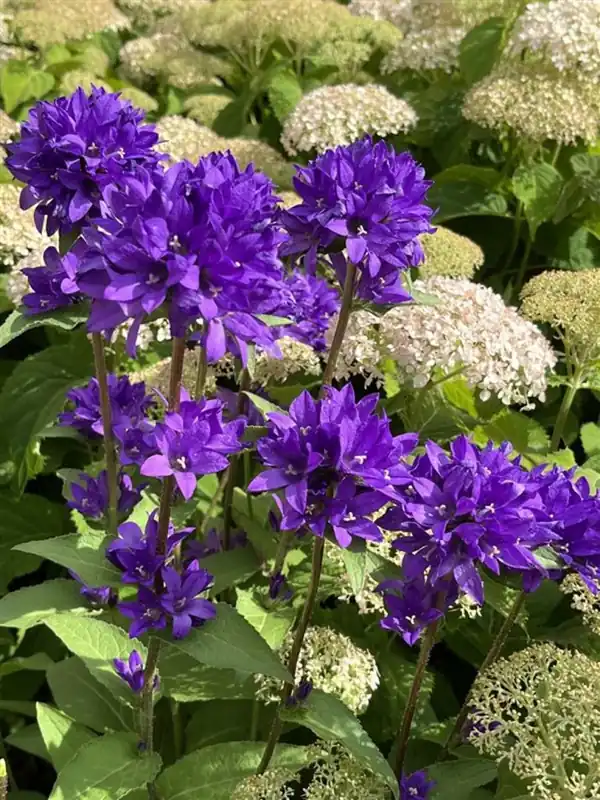 Pak je kans | Euphorbia Diamond Frost