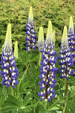 Actieprijs - Lupinus ‘The Governor‘