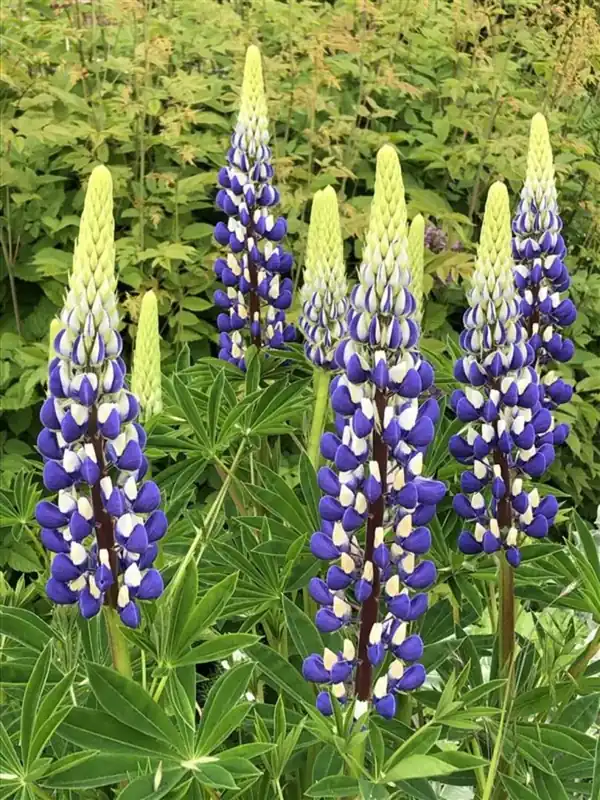 Actieprijs - Lupinus ‘The Governor‘