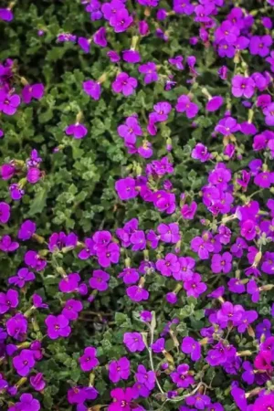 Alleen vandaag | Aubrieta ‘Hamburger Stadtpark‘