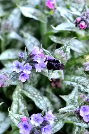 Voordelig | Pulmonaria longifolia ‘E.B. Anderson‘