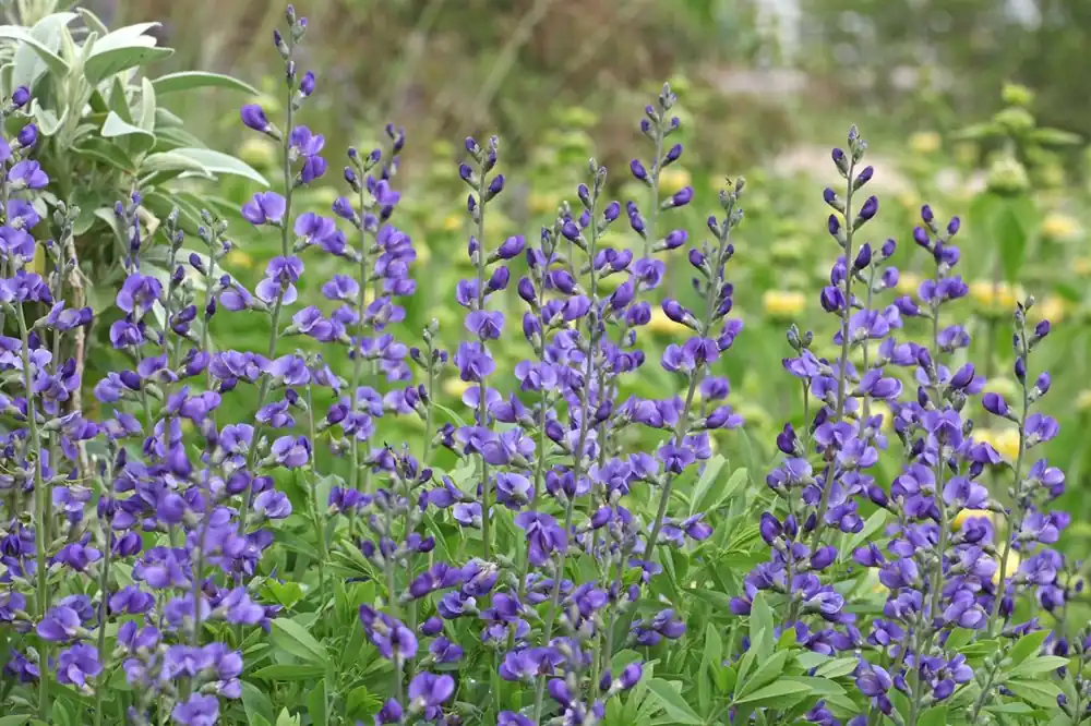 Baptisia australis - Klantfavoriet