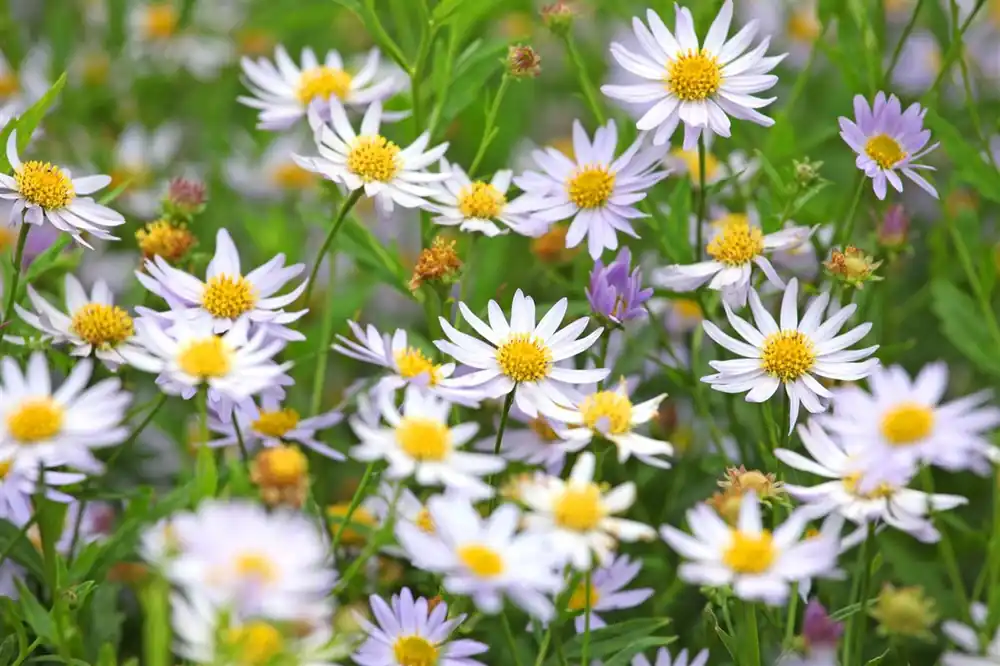 Voordeelprijs - Rudbeckia fulgida ‘Little Goldstar‘