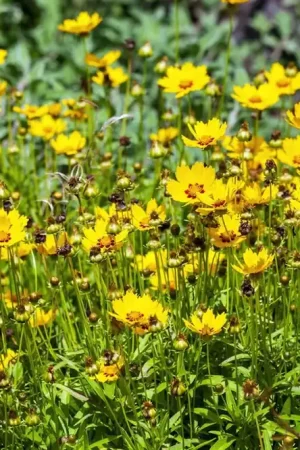 Actie | Coreopsis lanceolata ‘Sterntaler‘