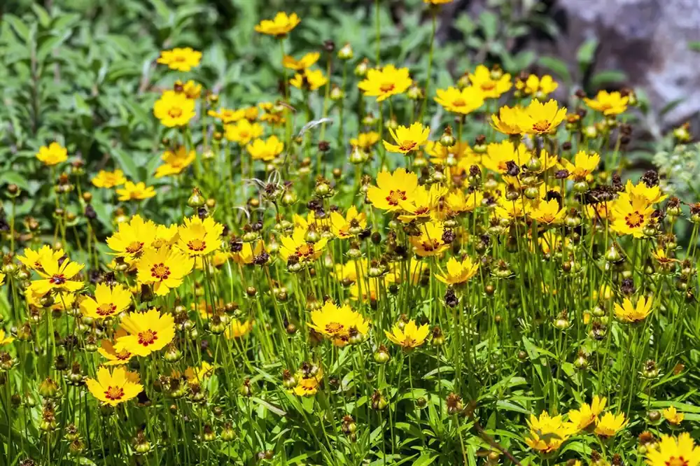 Actie | Coreopsis lanceolata ‘Sterntaler‘