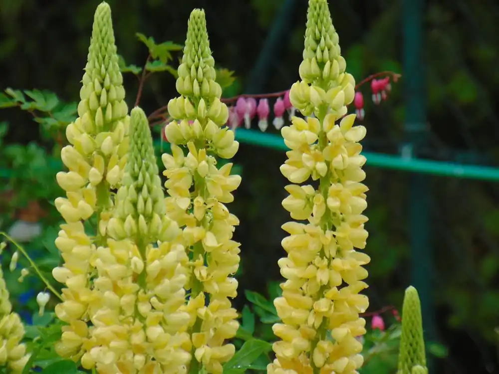 Lupinus ‘Chandelier‘ | Alleen deze week