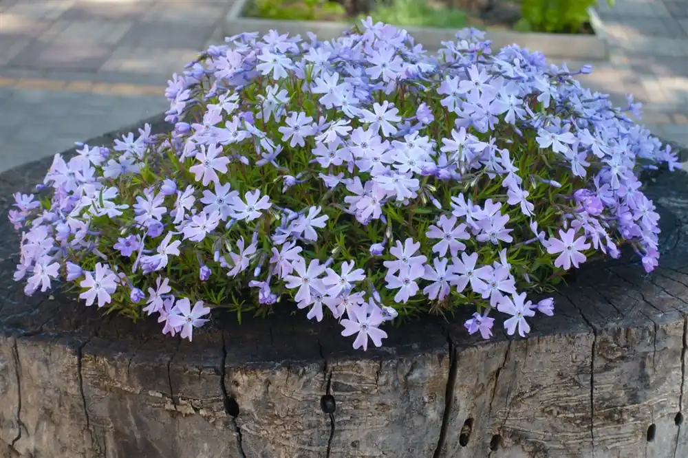 Lavandula ang. ‘Edelweiss‘ | Laatste kans
