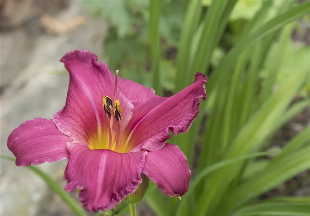 Hemerocallis ‘Summer Wine‘ | Koop vandaag