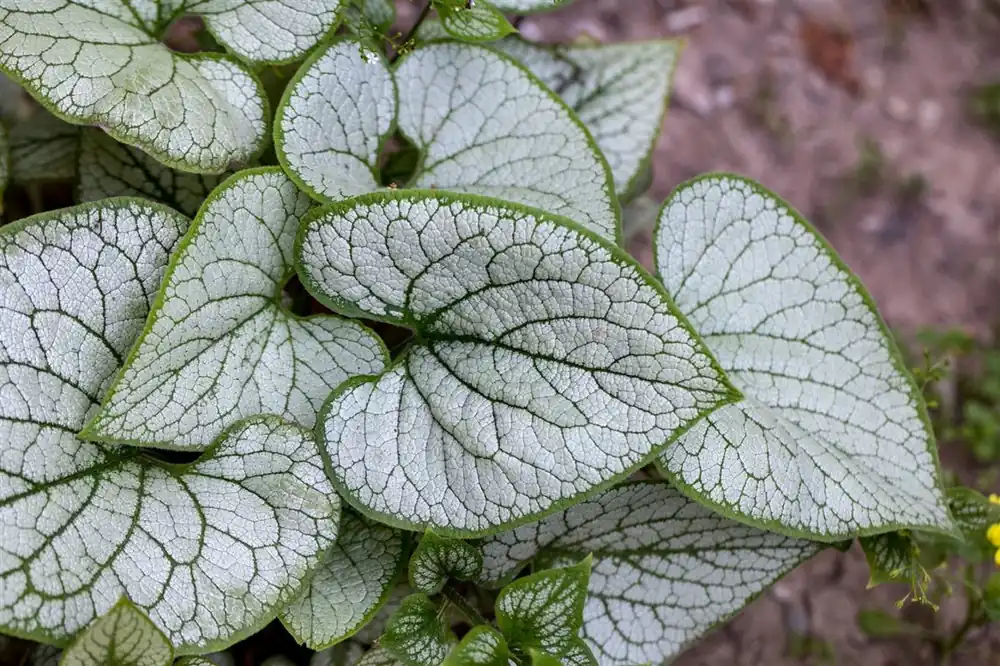 Brunnera macr. ‘Sea Heart‘ | Speciale aanbieding