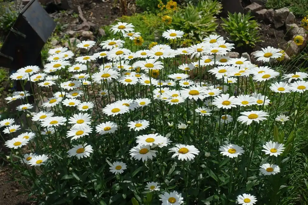 Nu kopen - Leucanthemum (S) ‘Alaska‘