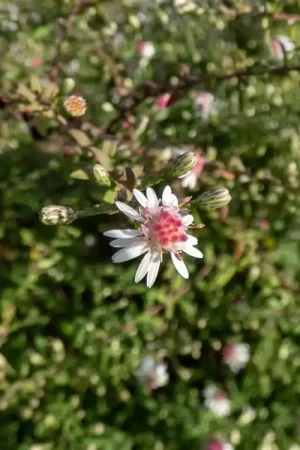 Wees er snel bij | Aster l. ‘Horizontalis‘