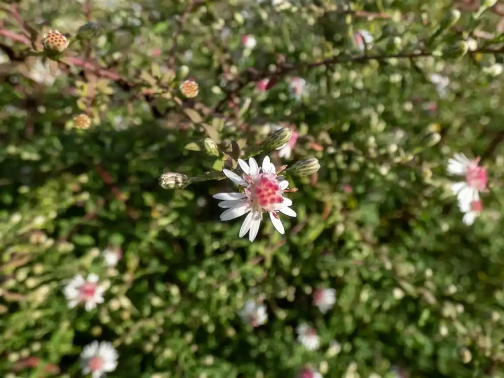 Wees er snel bij | Aster l. ‘Horizontalis‘