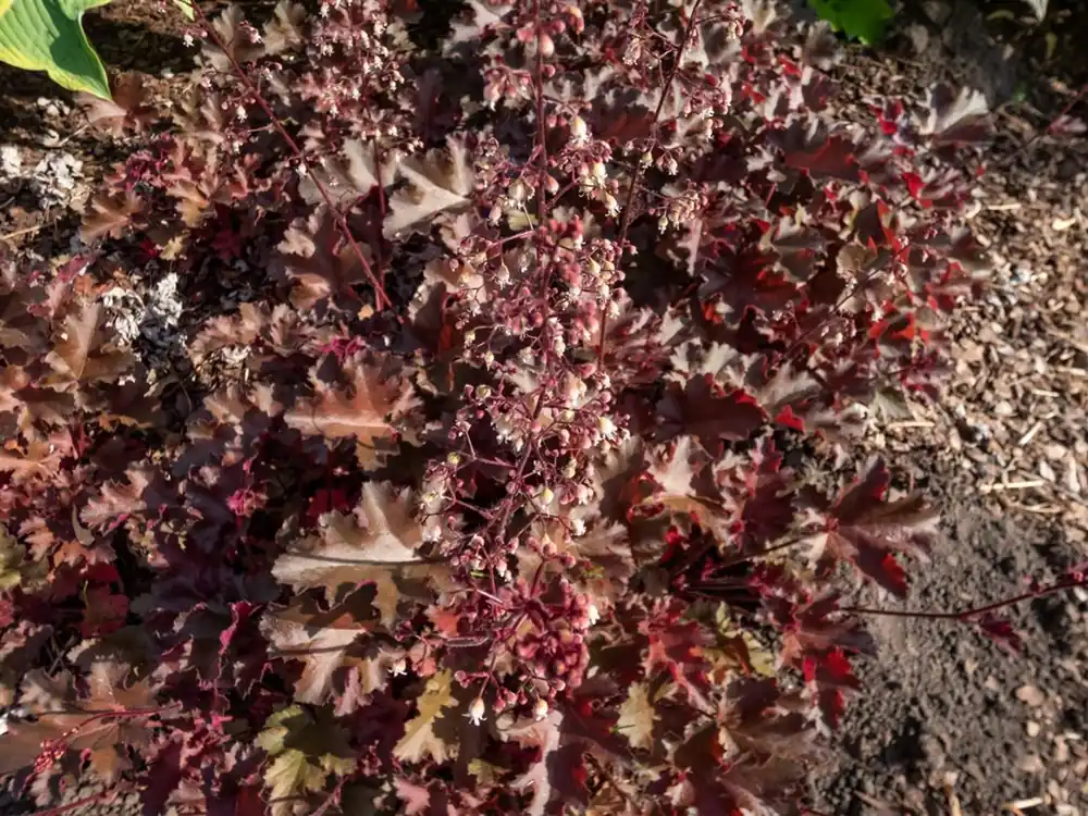 Heuchera ‘Chocolate Ruffles‘ | Pak je kans