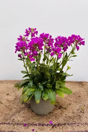 Aanbieding | Arabis blepharophylla