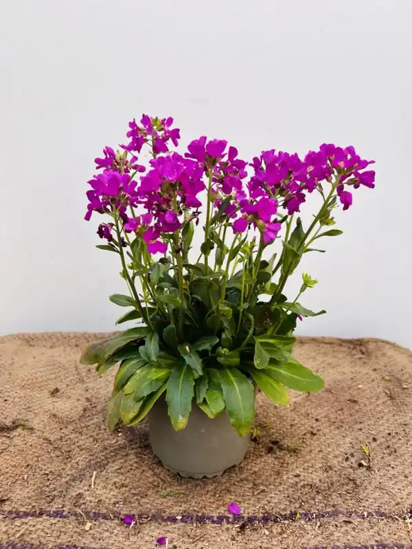 Aanbieding | Arabis blepharophylla