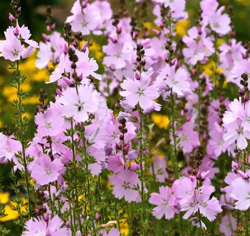 Sidalcea ‘Elsie Heugh‘ | Outlet