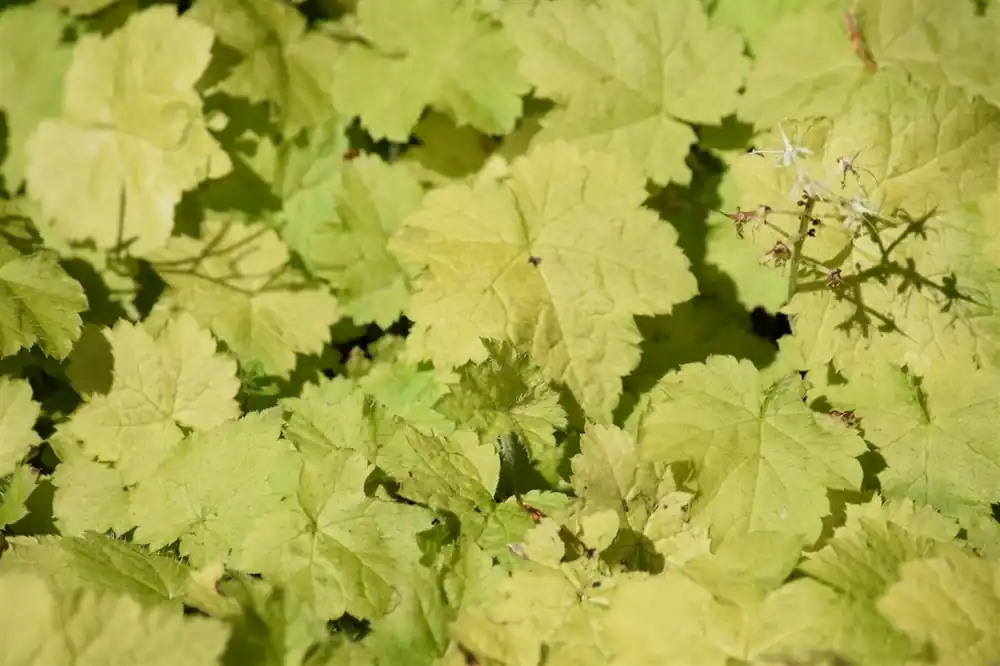 Tellima grandiflora | Prijs verlaagd