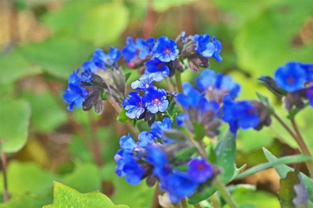 Net gelanceerd | Pulmonaria ang. ‘Azurea‘