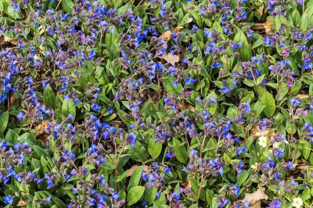 Pulmonaria ‘Blue Ensign‘ | Makkelijk bestellen