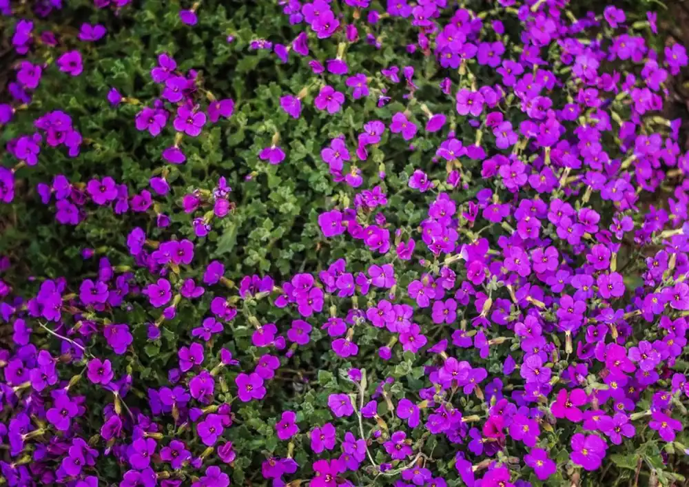 Salvia nemorosa ‘Blauk”nigin‘ | Nieuw binnen