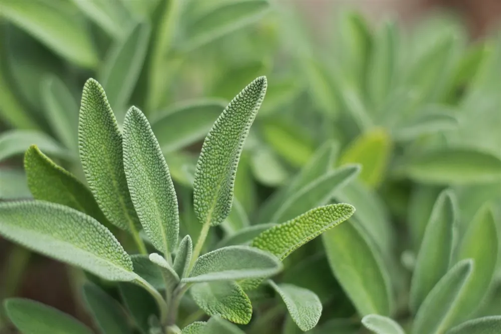 Salvia officinalis | Extra voordeel
