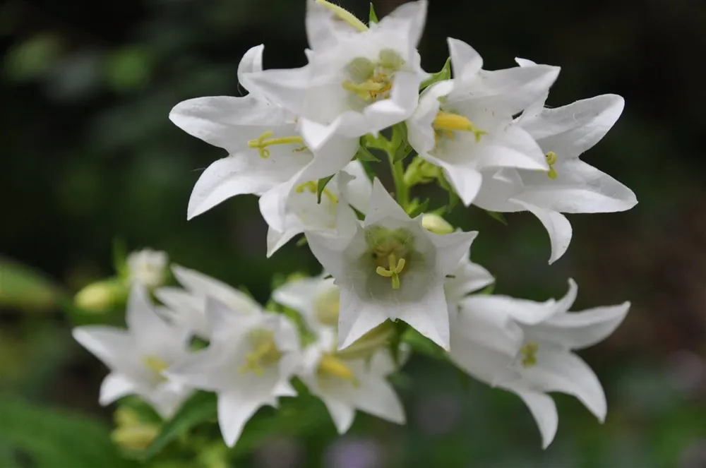 Campanula glomerata ‘Alba‘ | Favoriet van klanten