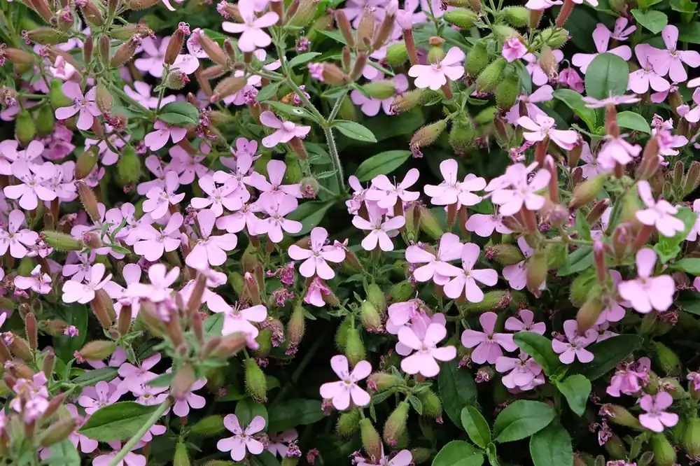Saponaria ocymoides - Fabrieksprijs