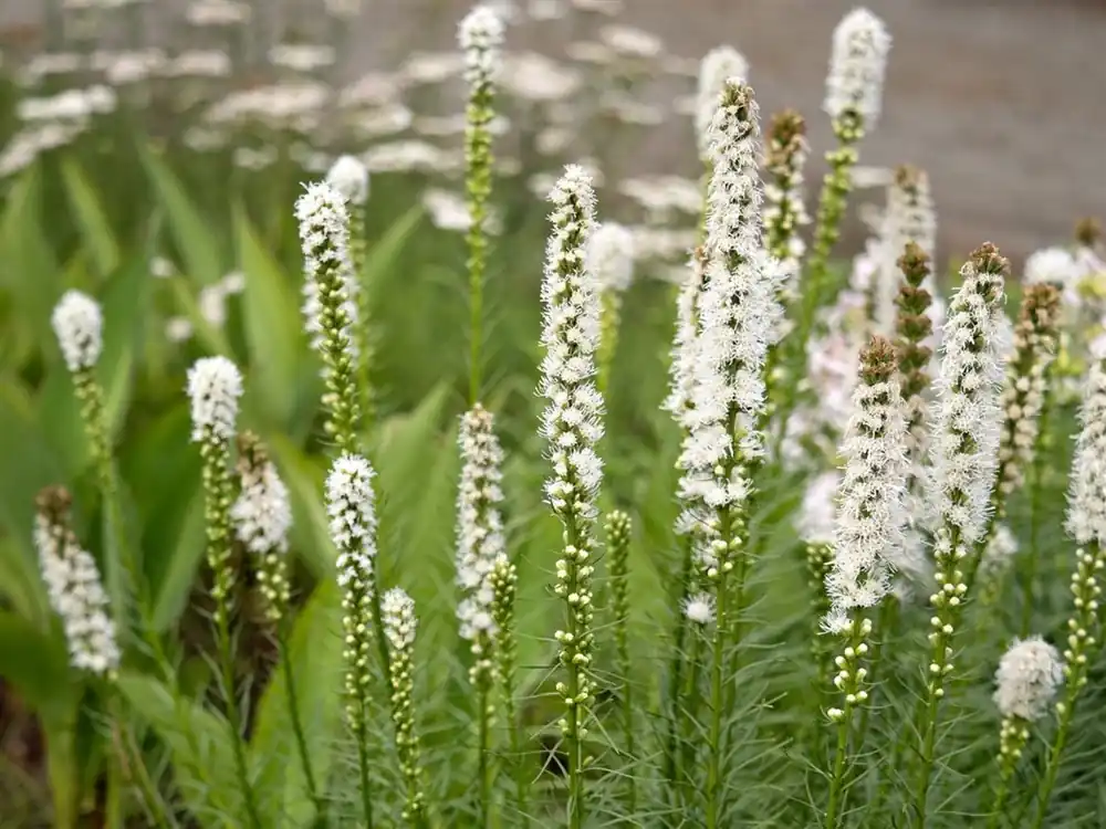 Liatris spicata ‘Alba‘ - Zojuist toegevoegd