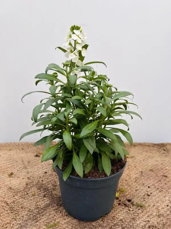 Erysimum ‘Leya White‘ - Nog maar enkele beschikbaar