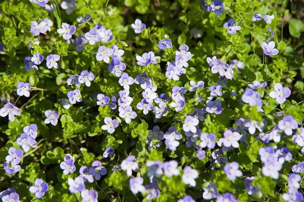 Professionele kwaliteit - Veronica repens