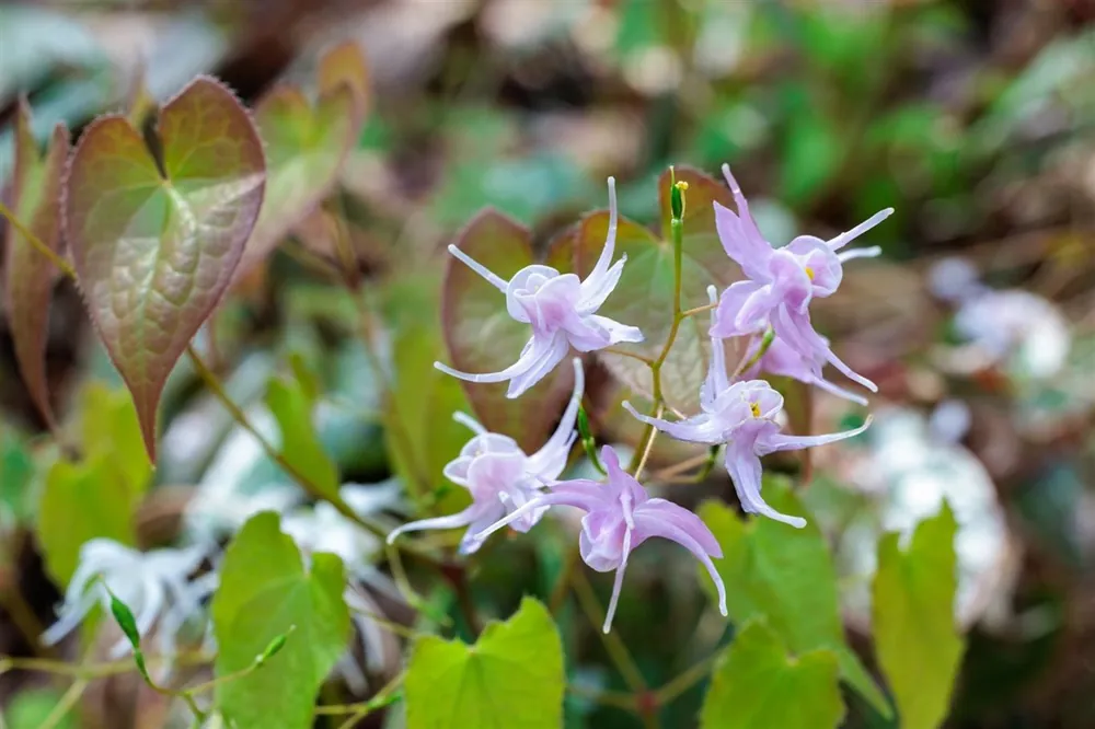 Direct kopen - Epimedium youngianum ‘Roseum‘