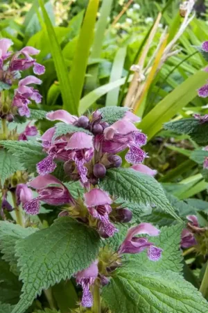 Zeer goed beoordeeld - Lamium orvala
