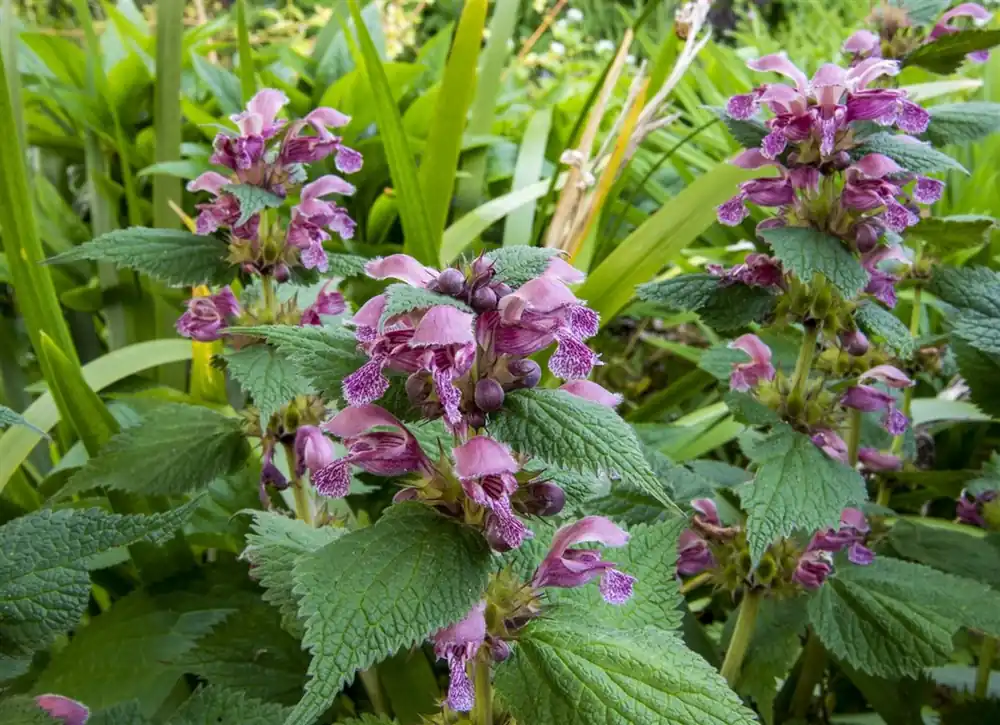 Zeer goed beoordeeld - Lamium orvala