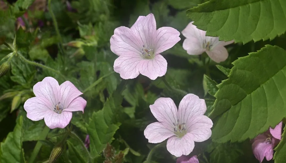 Geranium endressii | Net binnen