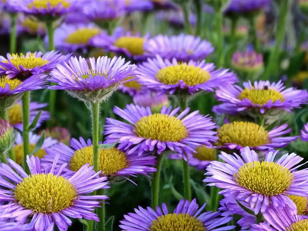 Populair bij klanten - Erigeron ‘Dunkelste Aller‘