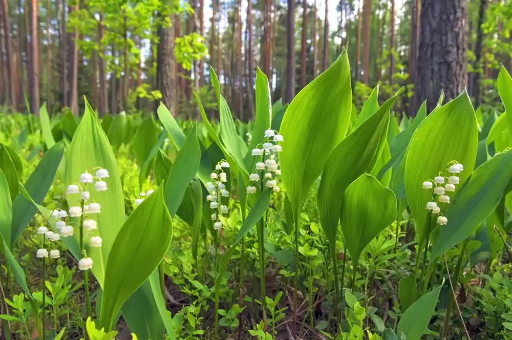 Convallaria majalis | Speciale aanbieding