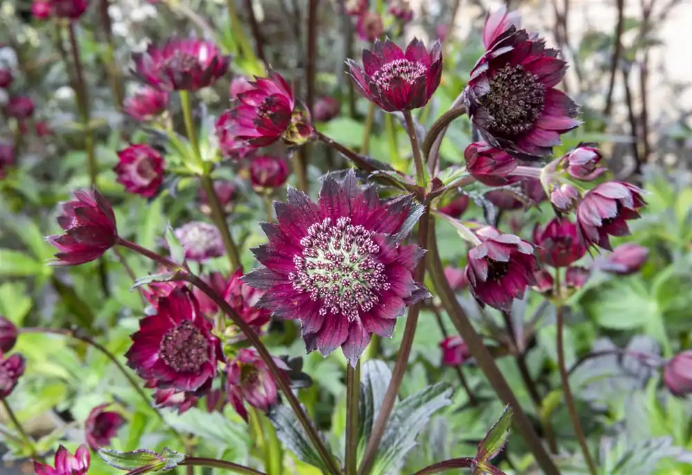 Astrantia maj. ‘Ruby Wedding‘ - Bespaar nu