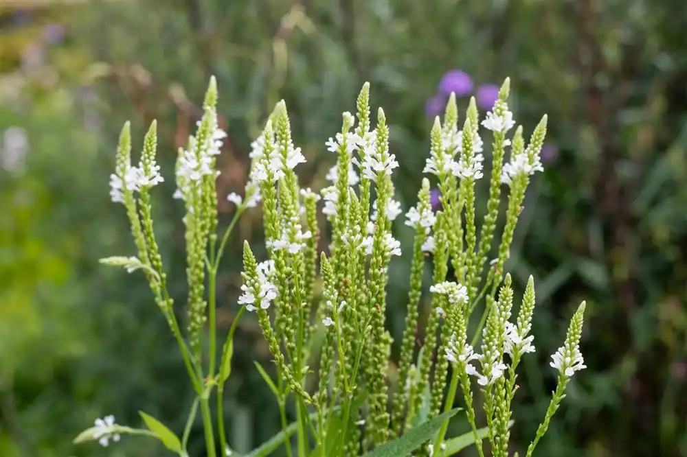 Laatste stuks | Verbena hastata ‘Alba‘