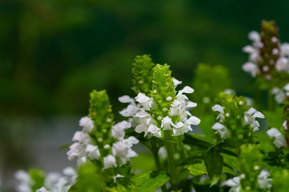 Prunella grand. ‘Alba‘ - Verlaagde prijs