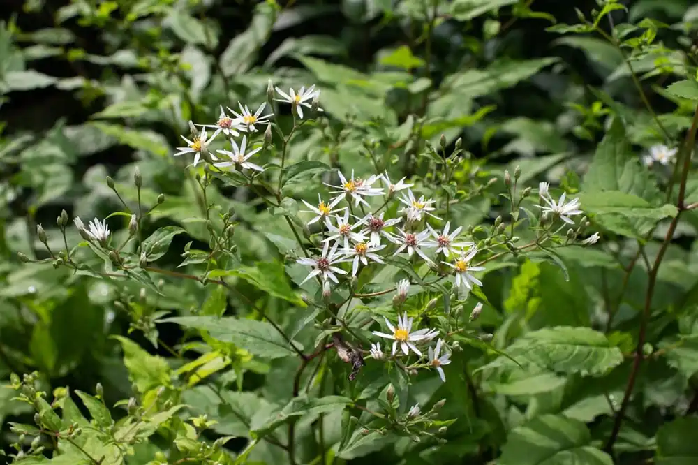 Aster divaricatus | Tijdelijke actie