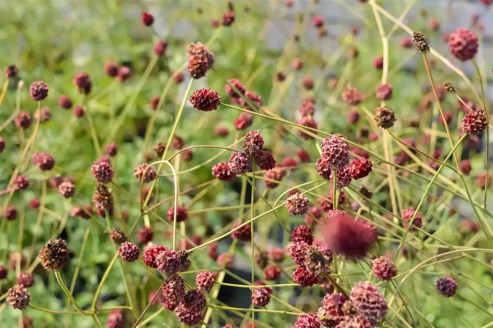 Prijsverlaging - Sanguisorba offic. ‘Tanna‘