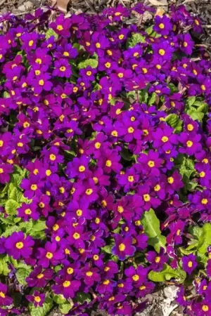 Zolang de voorraad strekt | Primula (J) ‘Wanda‘