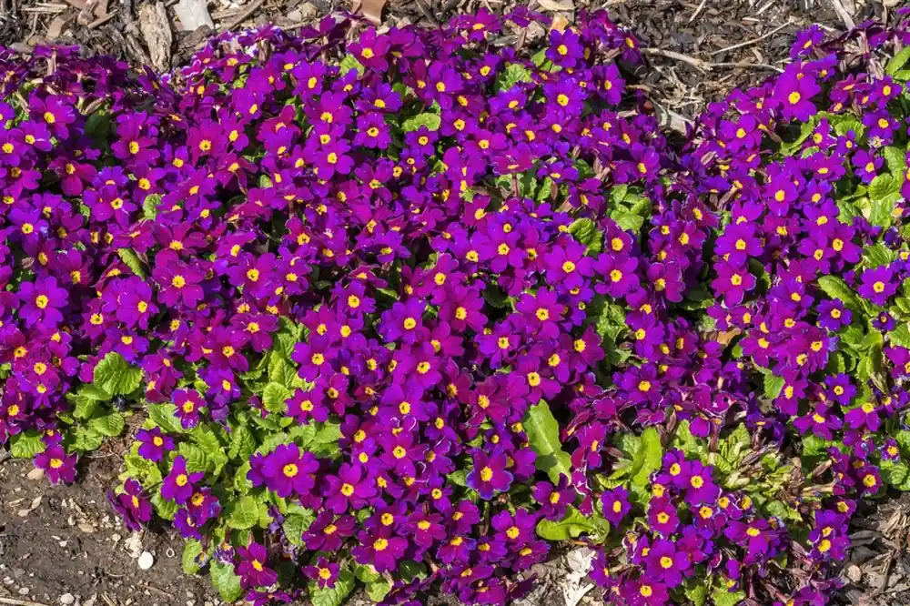 Zolang de voorraad strekt | Primula (J) ‘Wanda‘